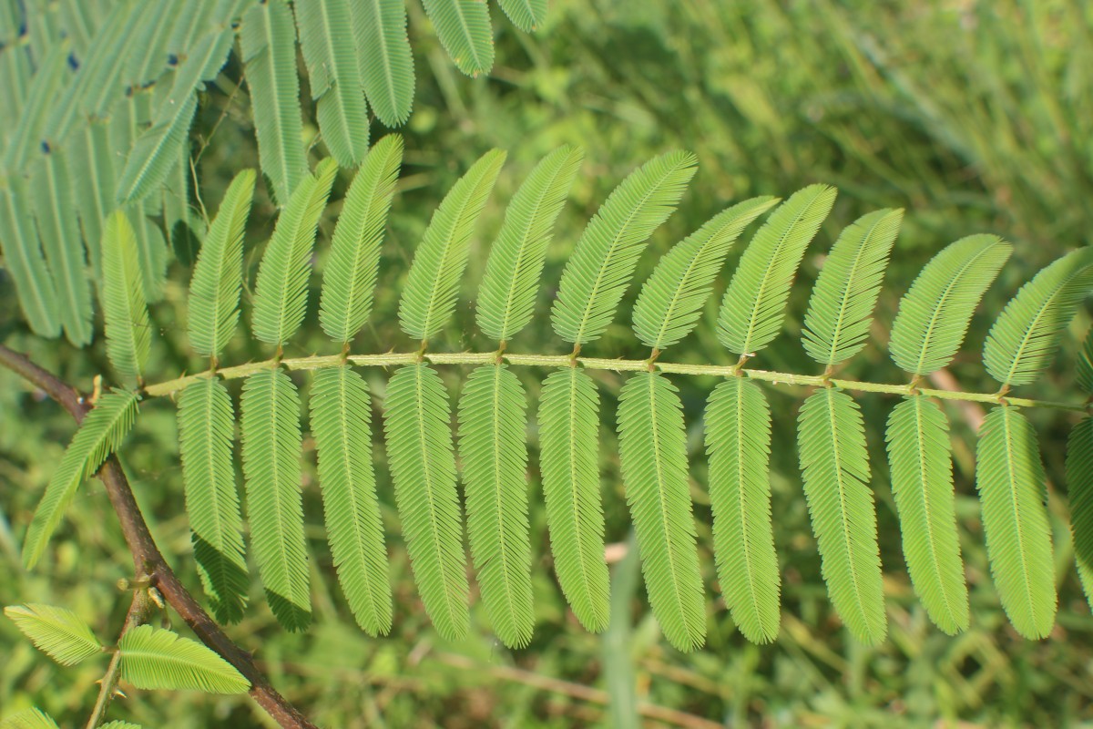 Mimosa pigra L.